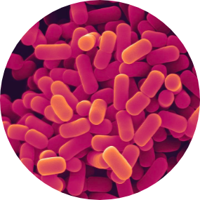 Lactobacillus