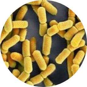 Lactobacillus