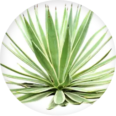 agave